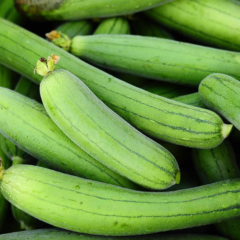 Sponge Gourd
