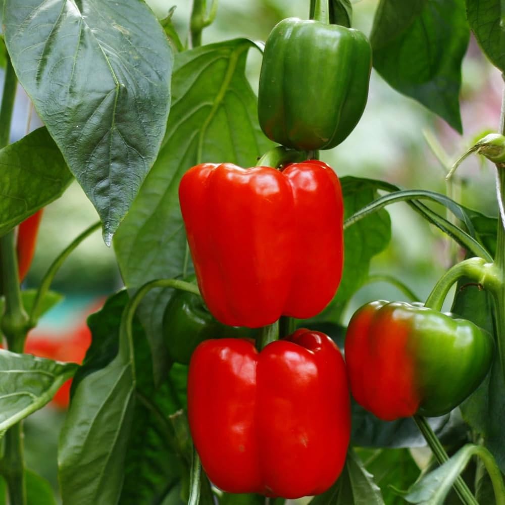 Capsicum Red (Red bell pepper)