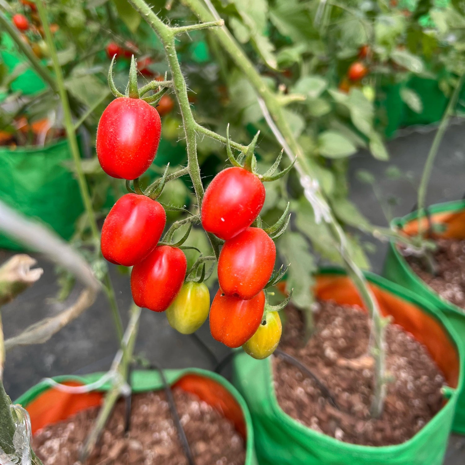 Cherry Tomatoes