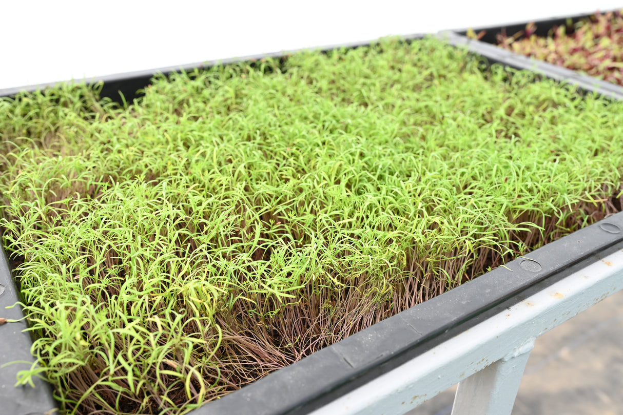 Bio-Fortified Microgreens