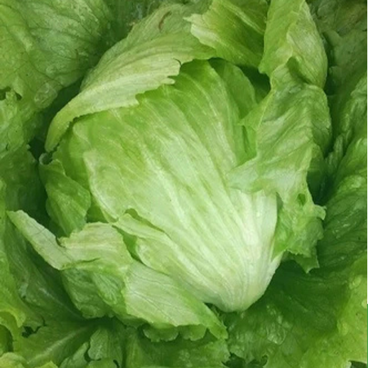 Iceberg Lettuce