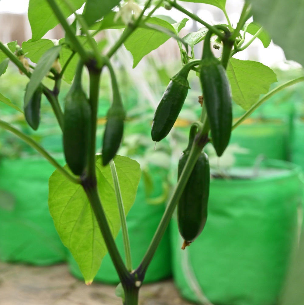 Green Jalapeno From USA