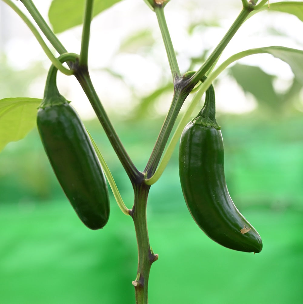 Green Jalapeno From USA