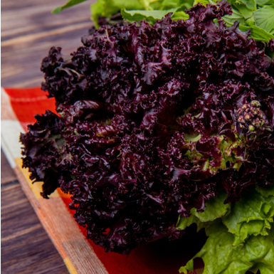 Red Lettuce (Lollo Rosso)