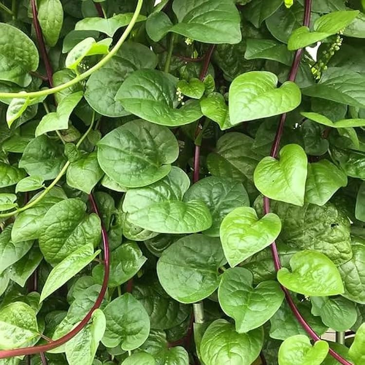 Poi/Basella (Malabar/Spinach) (Green and Red)