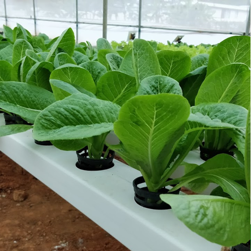 Romaine Lettuce