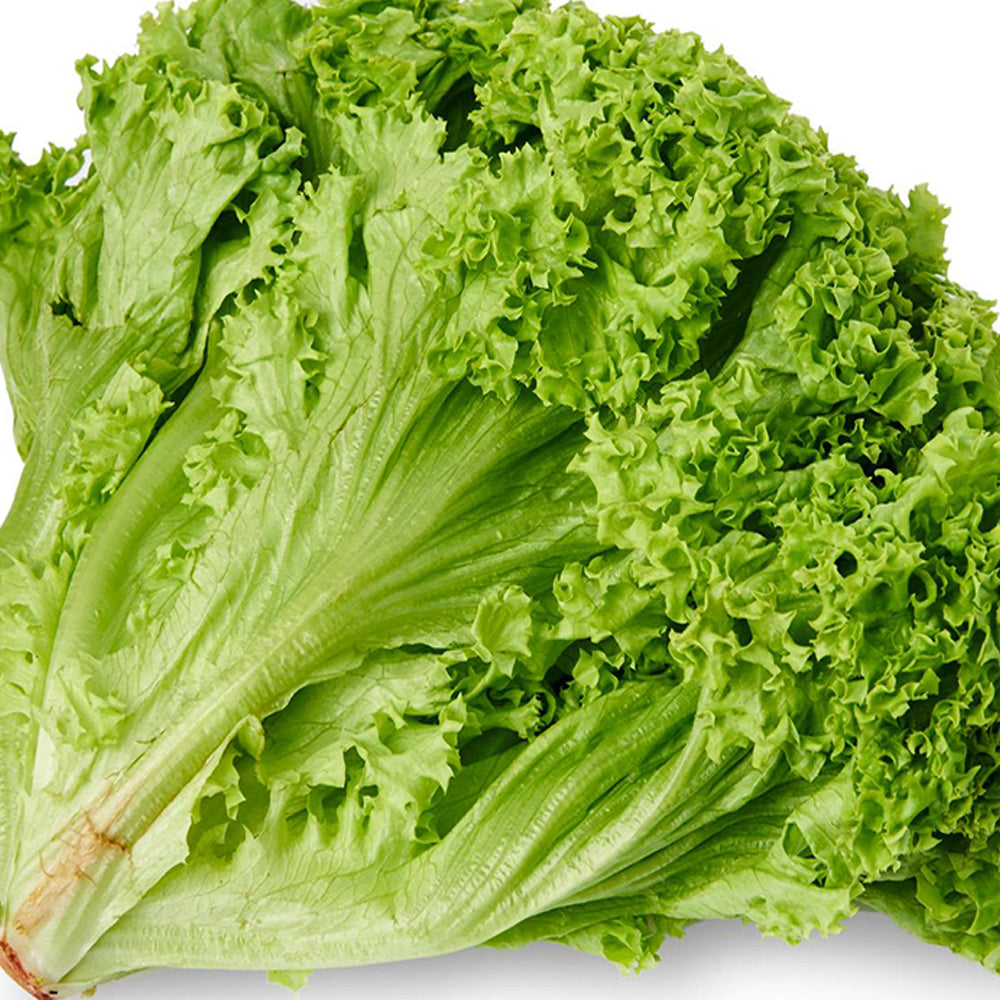 Green Lettuce (Lollo Bionda)