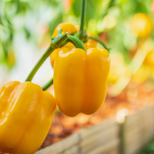 Yellow Bell Peppers