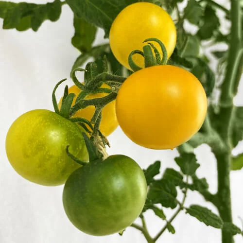 Hydroponic Yellow Round Cherry Tomatoes
