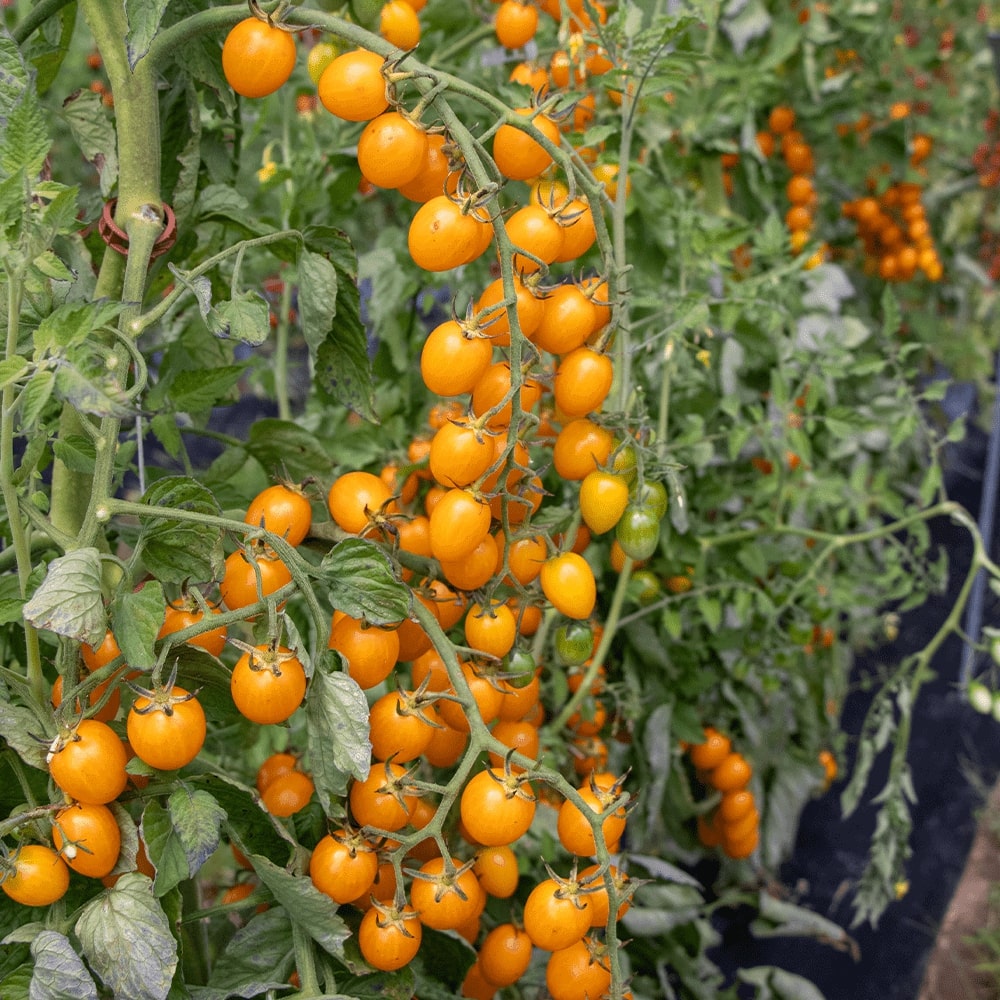 Yellow Grape Cherry Tomatoes