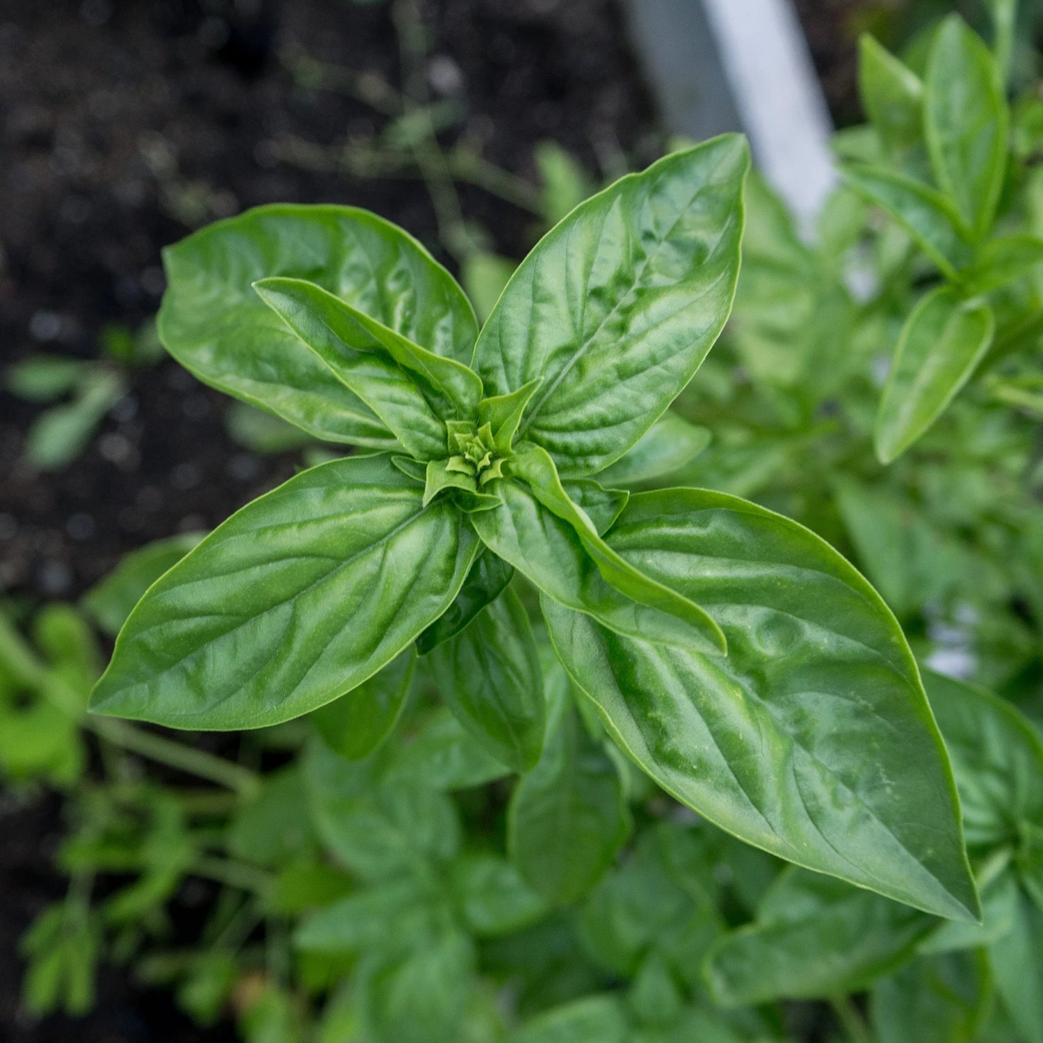 Italian Basil (Genovese Basil)