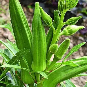 Okra (Ladies Finger)