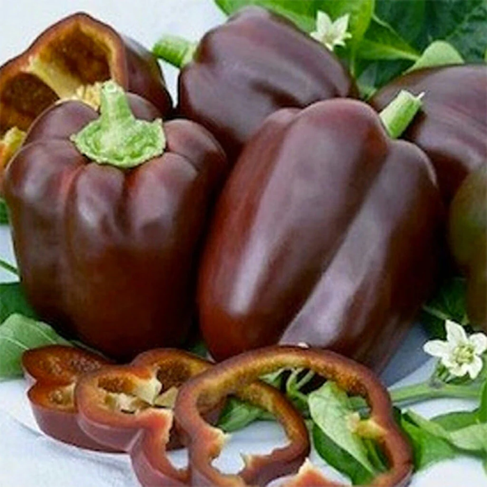 Capsicum Chocolate (Chocolaty Bell Pepper)