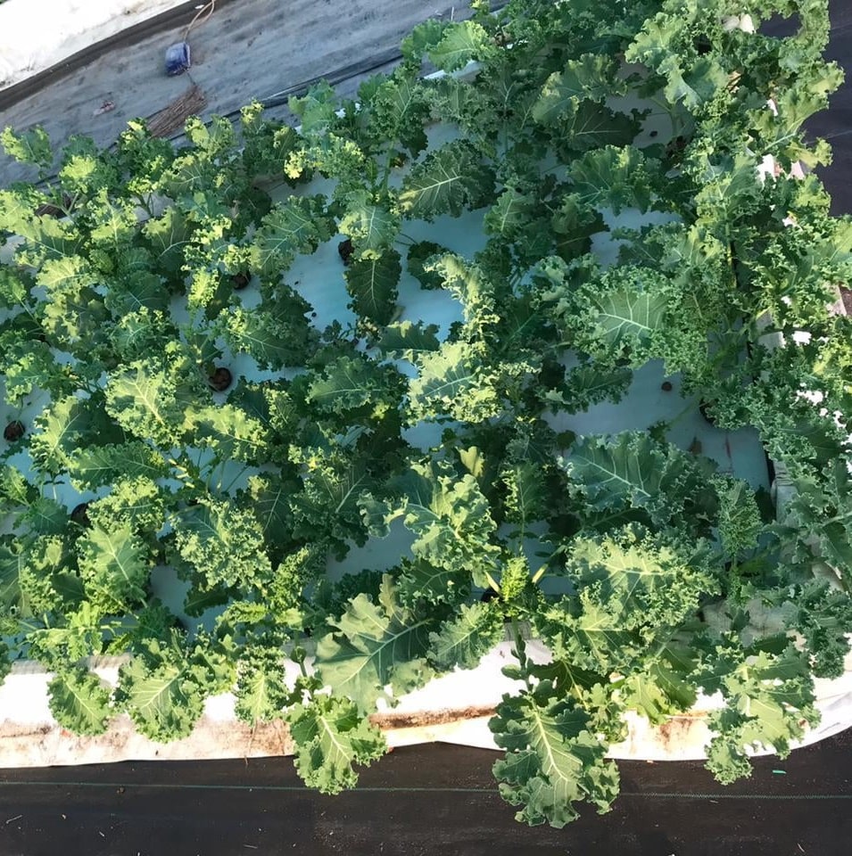Hydroponic Kale