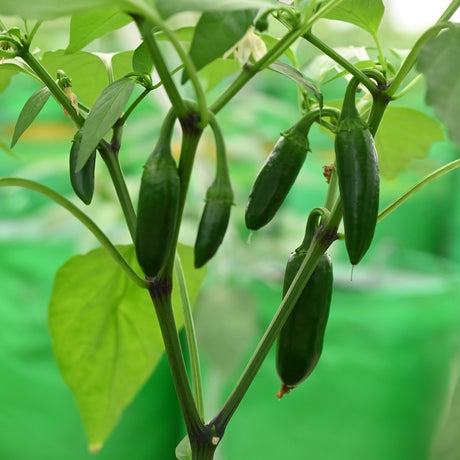Green Jalapeno From USA