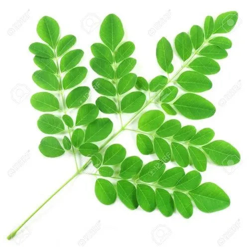 Moringa Leaf