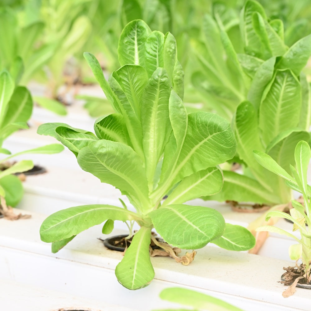 Hydroponic Romaine Lettuce