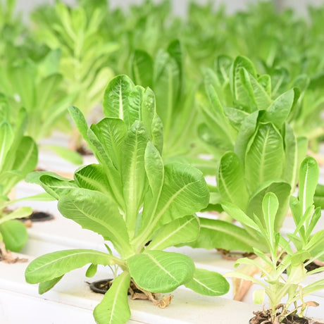 Hydroponic Romaine Lettuce