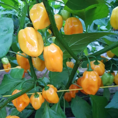 Yellow Habanero Chilli From USA